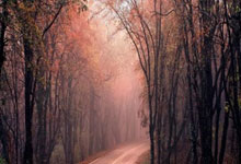 博洛尼亚客场失利，遭遇连败